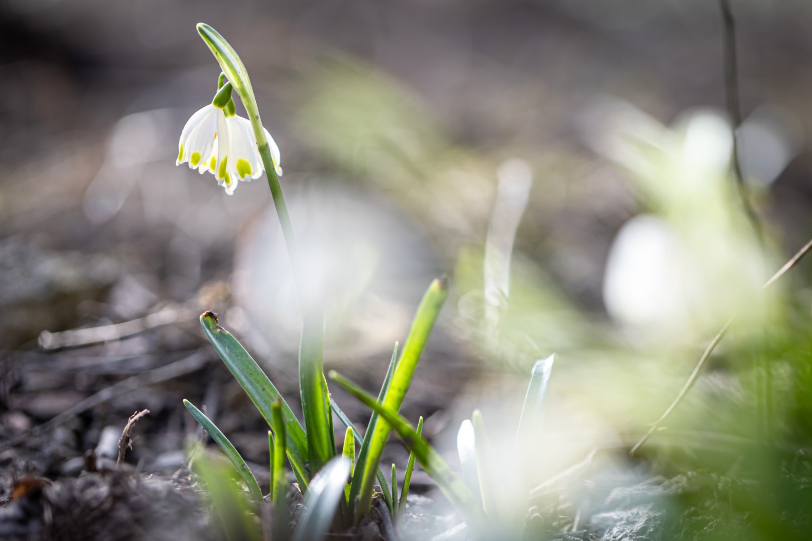close-up-snowdrops-ground-macro-photography (1920x1080px)